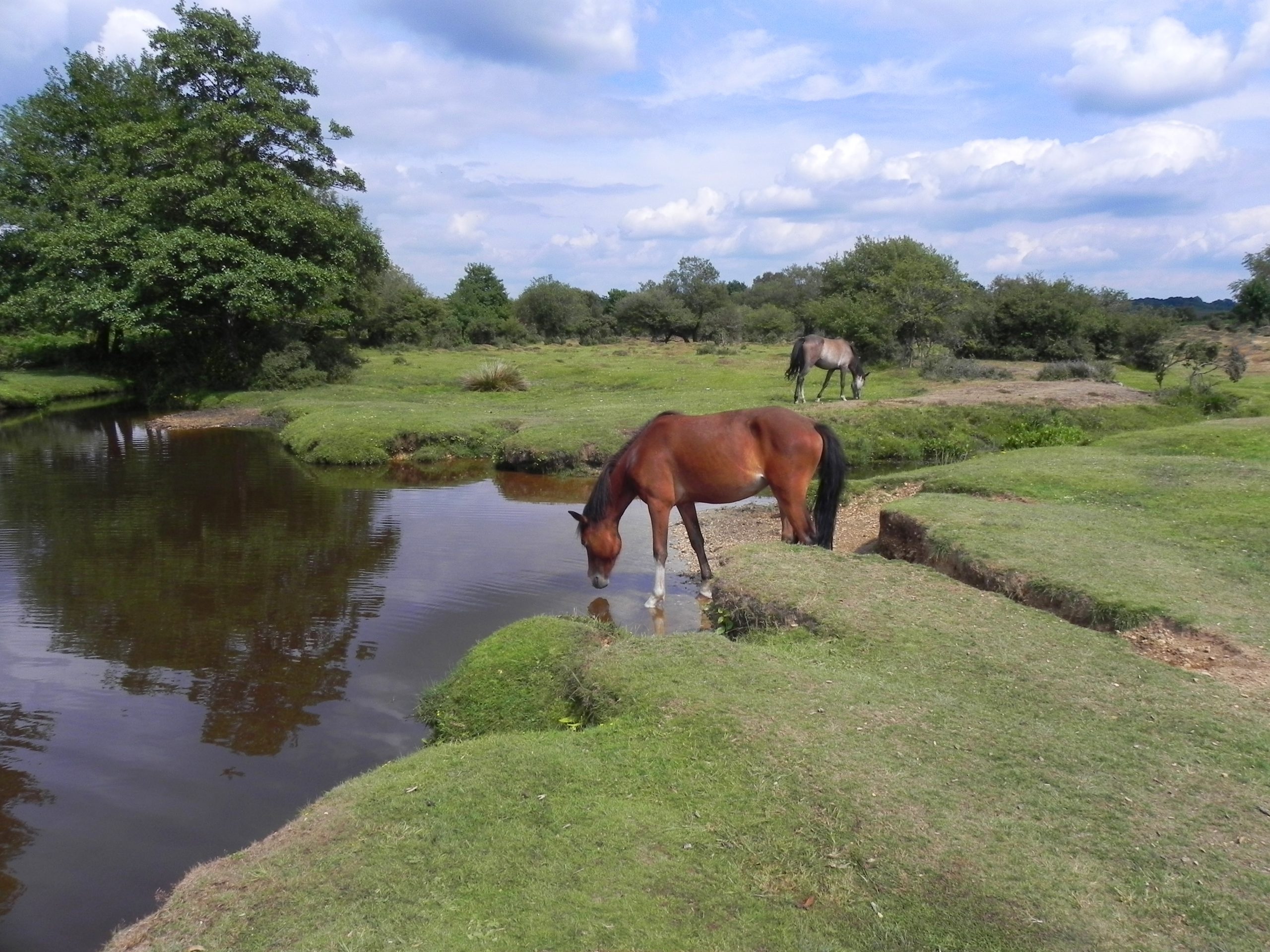 New Forest Scene